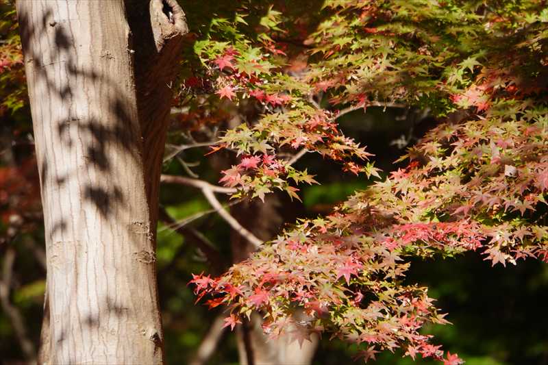 1055_偕楽園_茨城