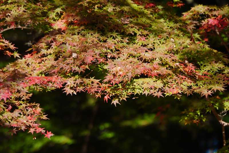 1056_偕楽園_茨城