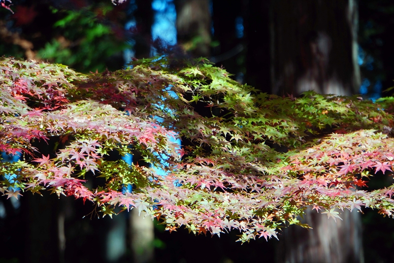 1060_偕楽園_茨城