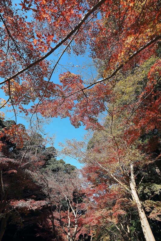 1062_偕楽園_茨城