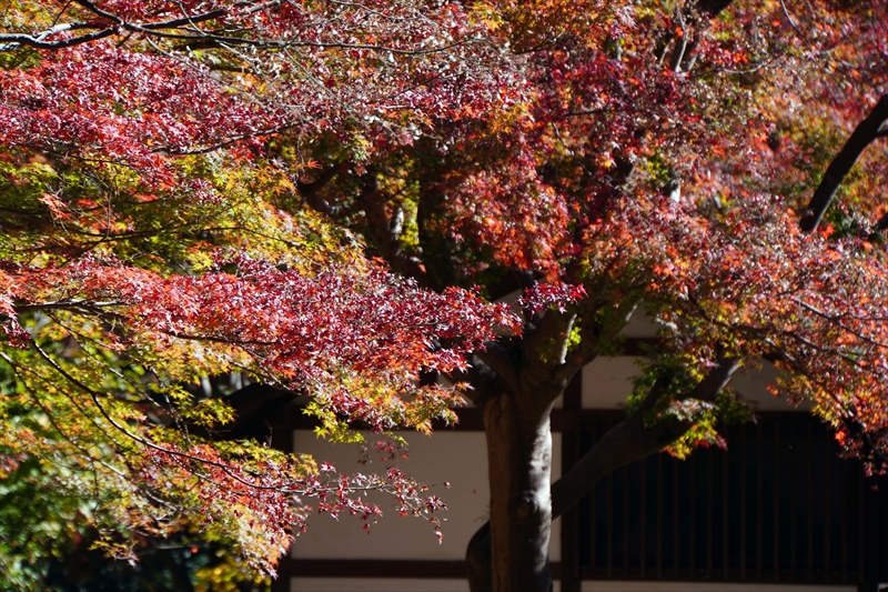 1063_偕楽園_茨城