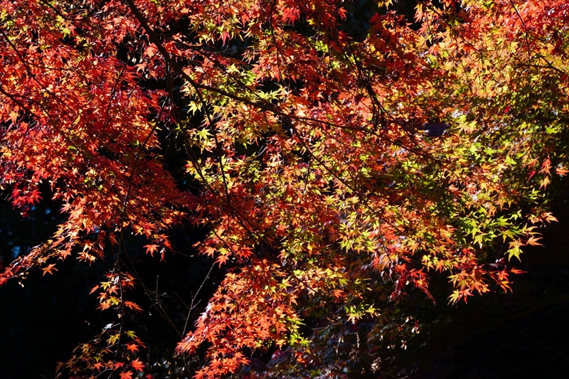 1067_偕楽園_茨城