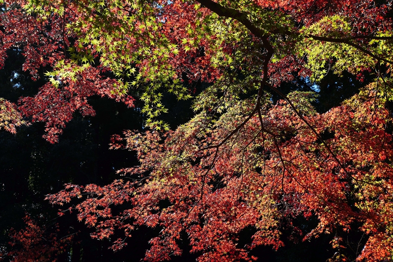 1068_偕楽園_茨城