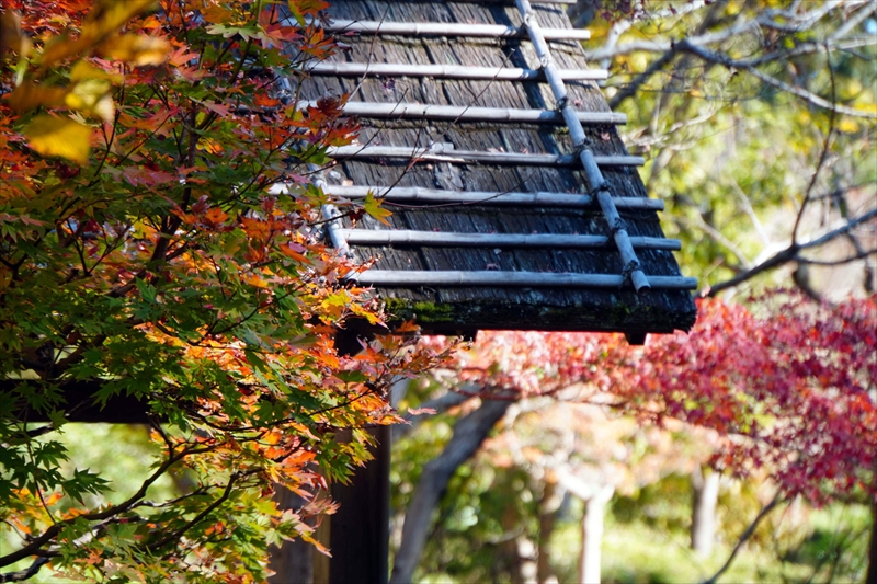 1073_偕楽園_茨城