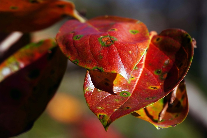 1075_偕楽園_茨城