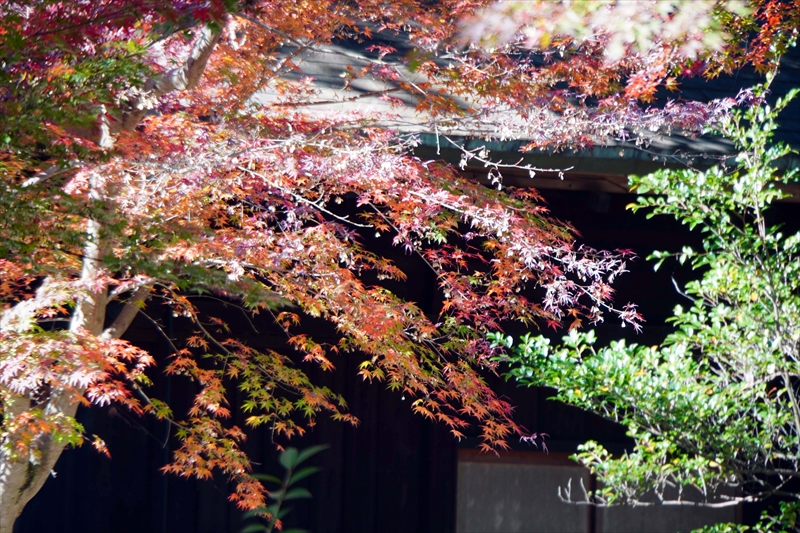 1079_偕楽園_茨城