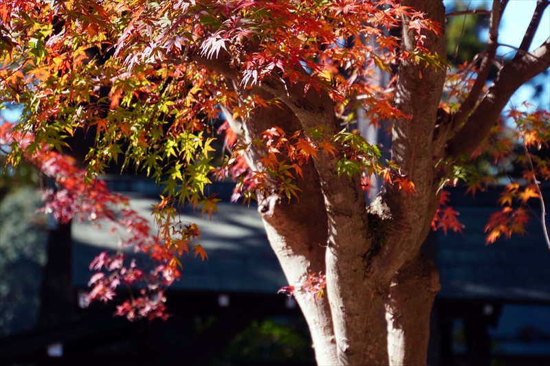 1080_偕楽園_茨城