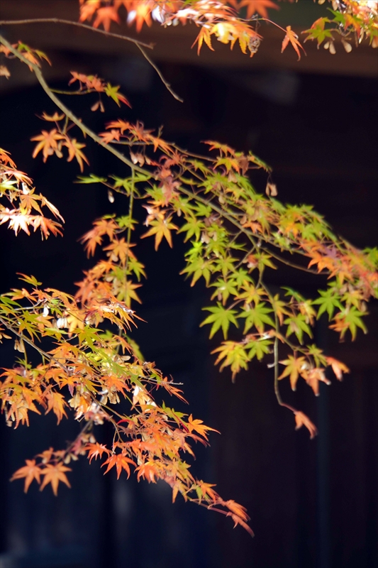 1081_偕楽園_茨城