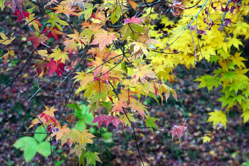 1002_永源寺_茨城