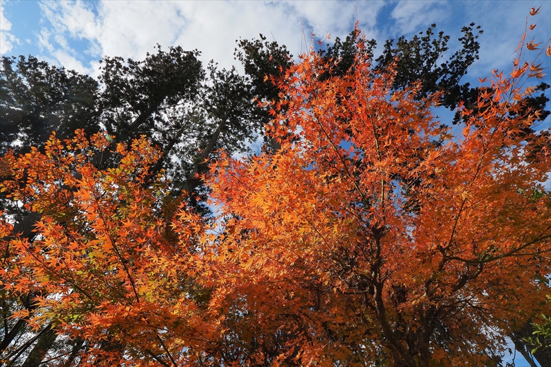 1053_瑞巌寺_宮城