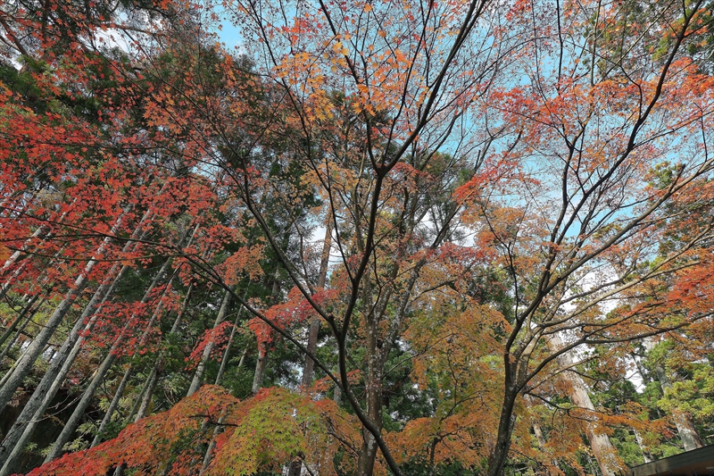 1065_瑞巌寺_宮城