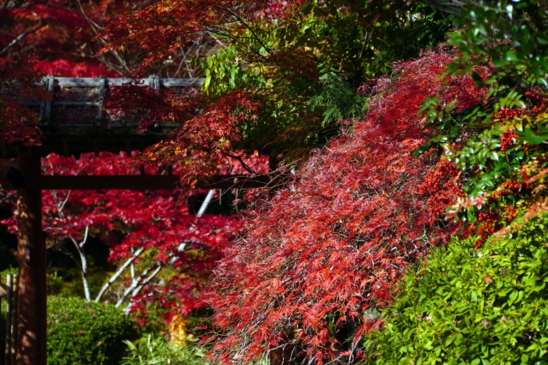 1019_円通院_宮城