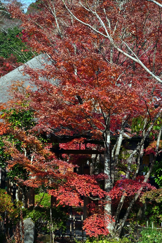 1028_円通院_宮城