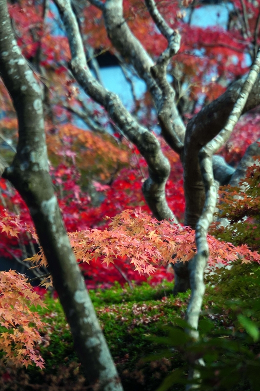 1035_円通院_宮城