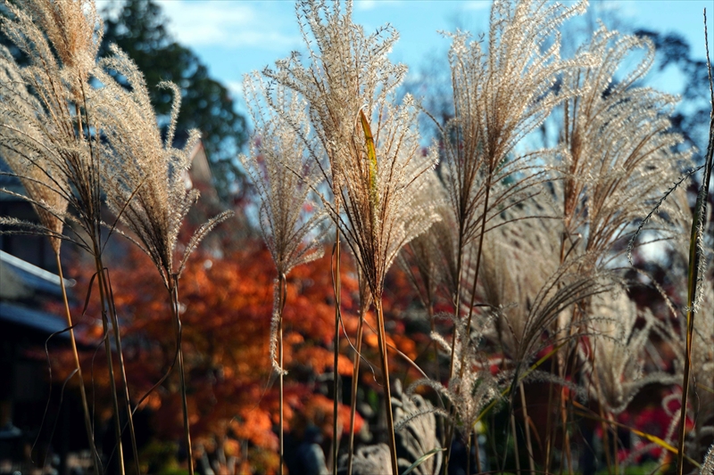 1044_円通院_宮城