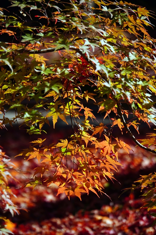 1045_円通院_宮城