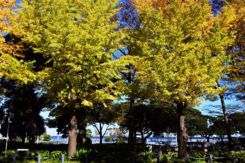 1031_山下公園_神奈川