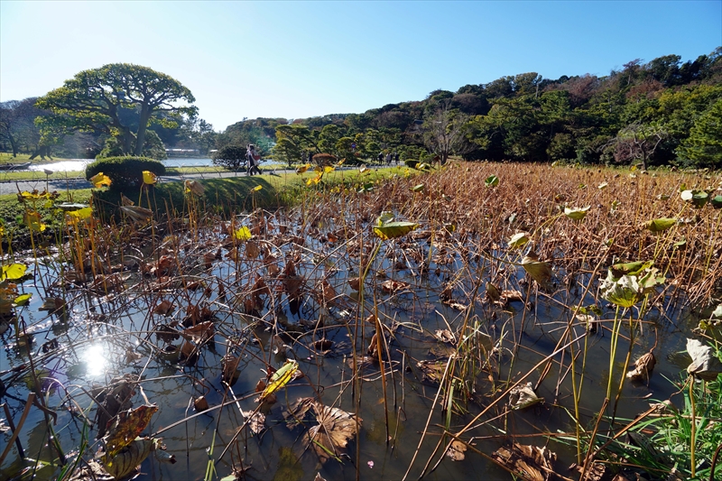 1044_三渓園_神奈川