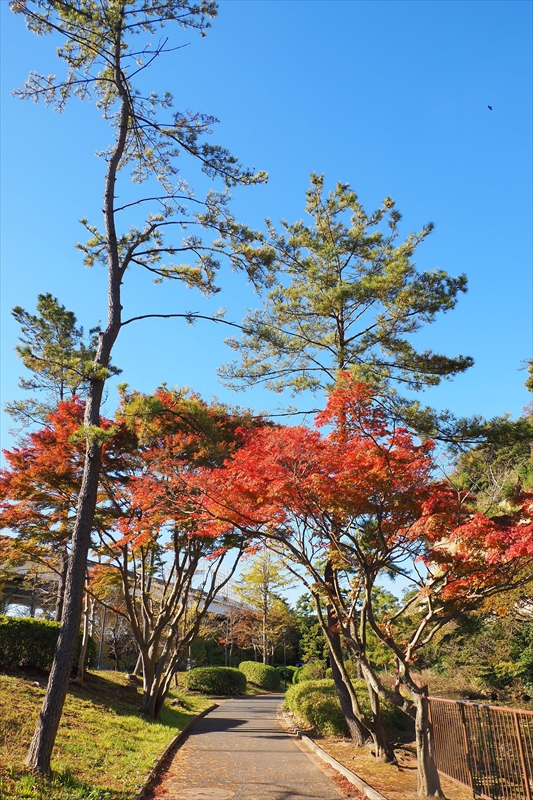 1045_三渓園_神奈川