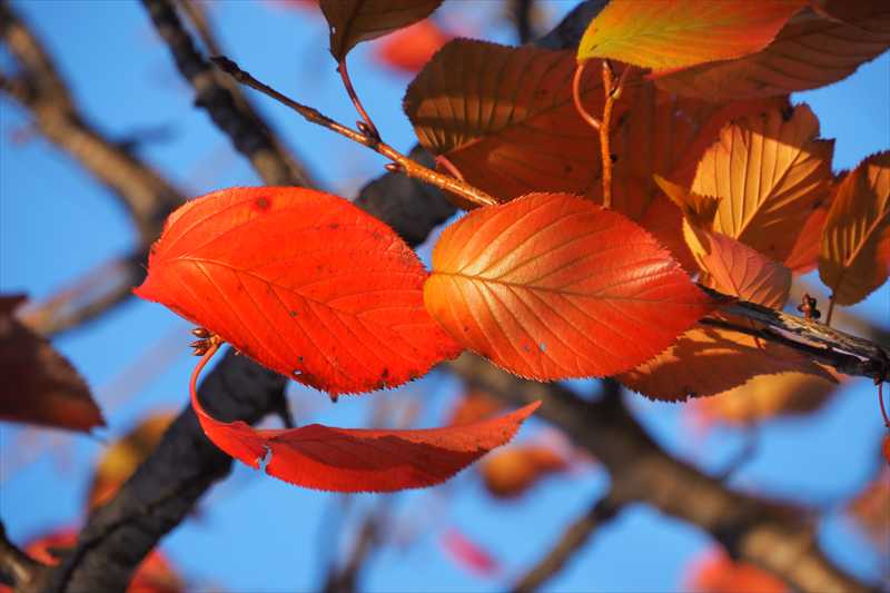 1064_游愁の美_日本