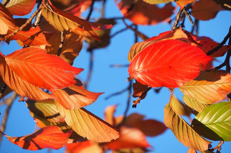 1065_游愁の美_日本