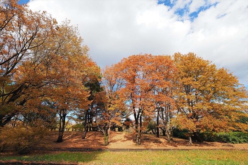 1128_昭和記念公園_東京