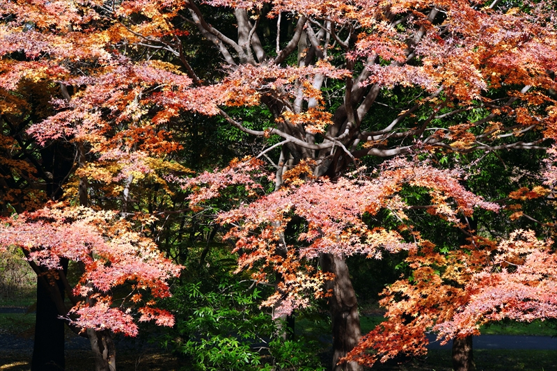 1137_昭和記念公園_東京