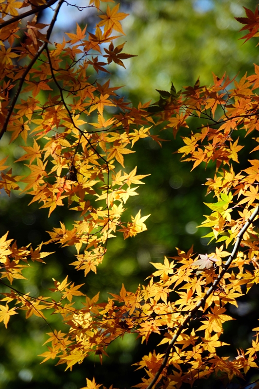 1142_昭和記念公園_東京