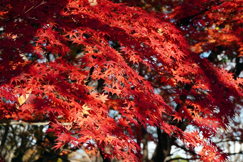 1147_昭和記念公園_東京