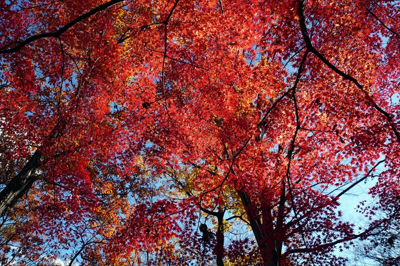 1150_昭和記念公園_東京