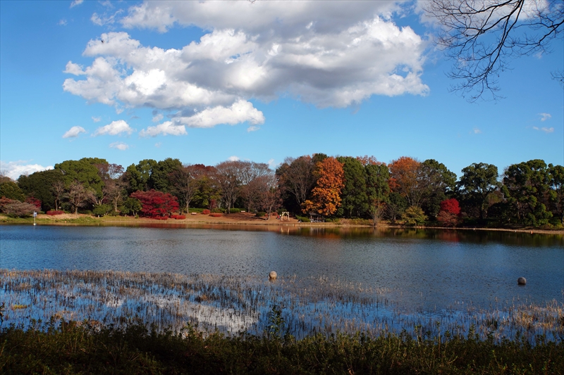 1151_昭和記念公園_東京