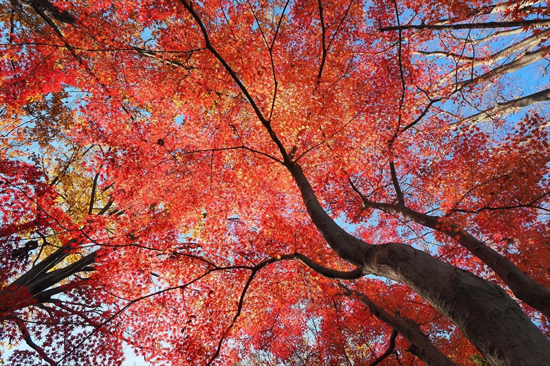 1152_昭和記念公園_東京