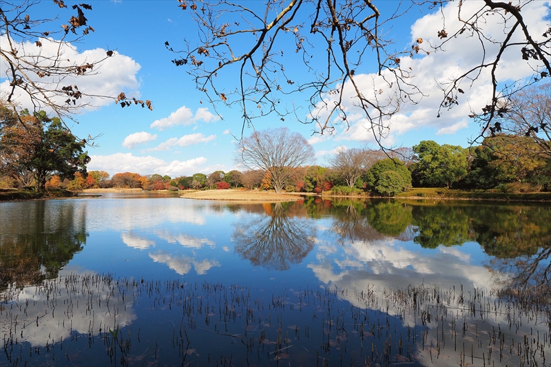 1153_昭和記念公園_東京
