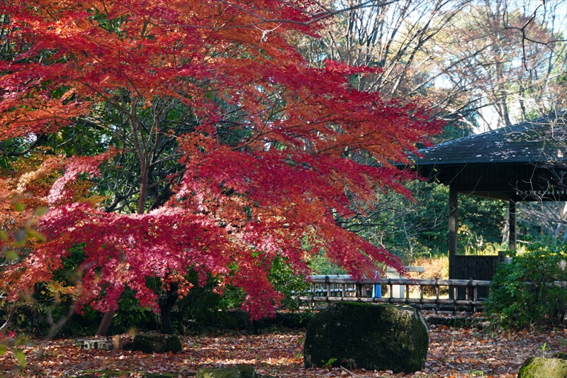 1155_昭和記念公園_東京