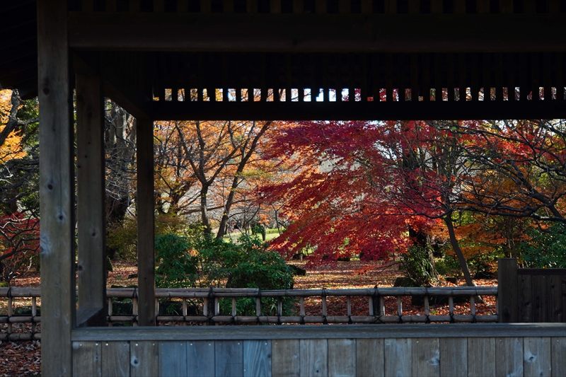 1156_昭和記念公園_東京