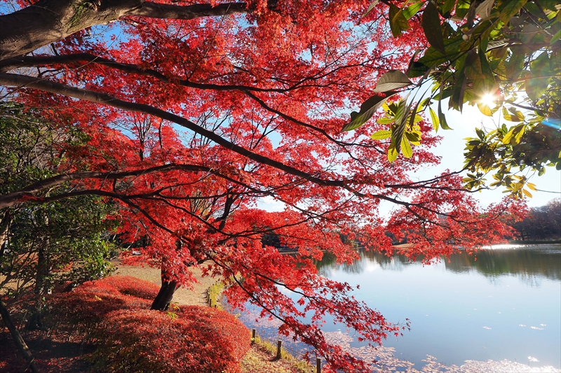 1159_昭和記念公園_東京