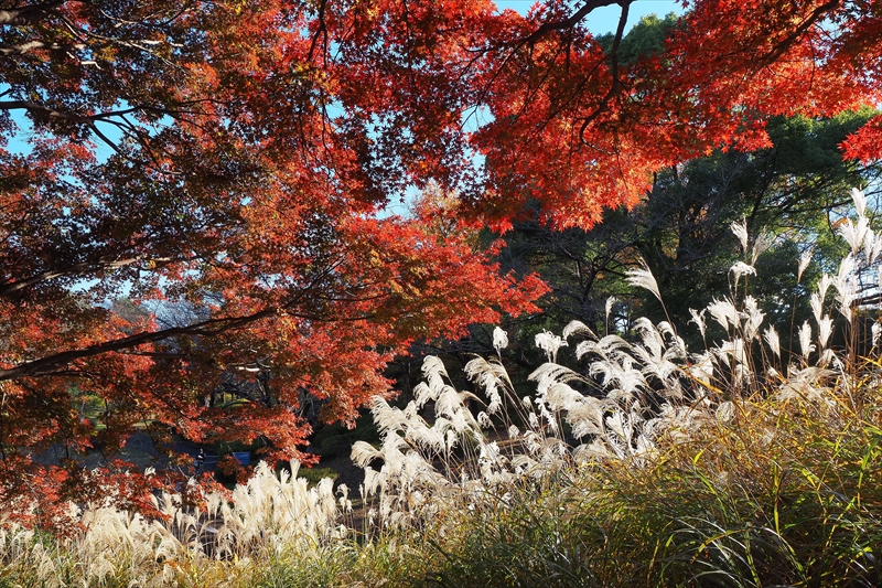 1161_昭和記念公園_東京