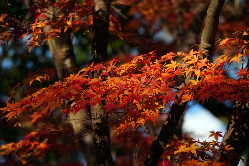 1164_昭和記念公園_東京