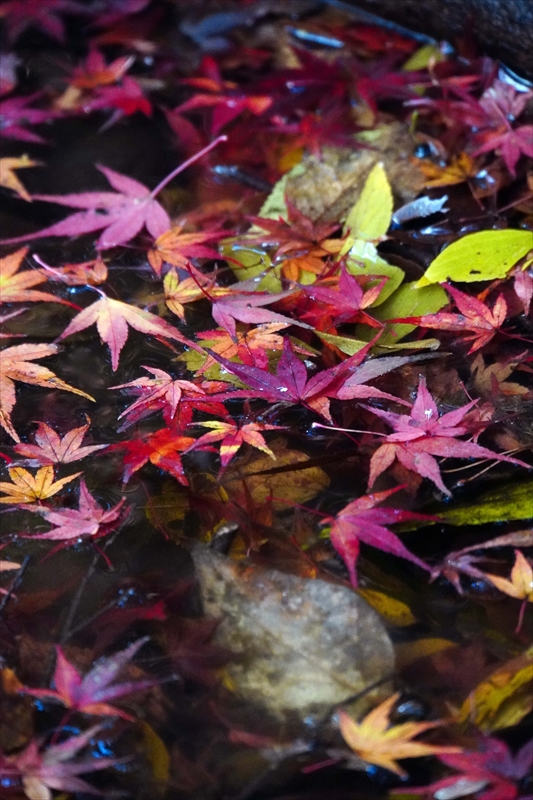 1169_昭和記念公園_東京