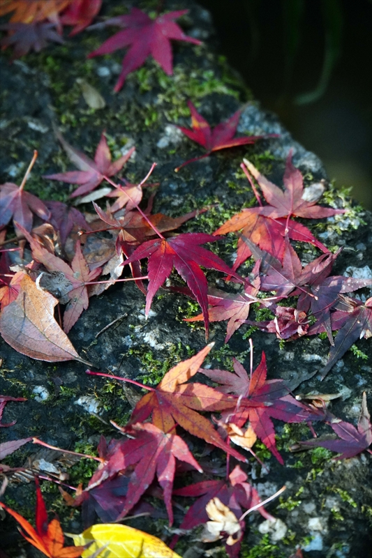 1170_昭和記念公園_東京