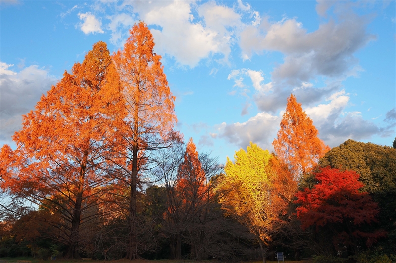 1177_昭和記念公園_東京