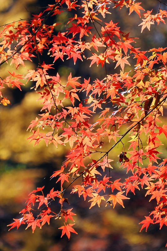 1006_芝公園_東京