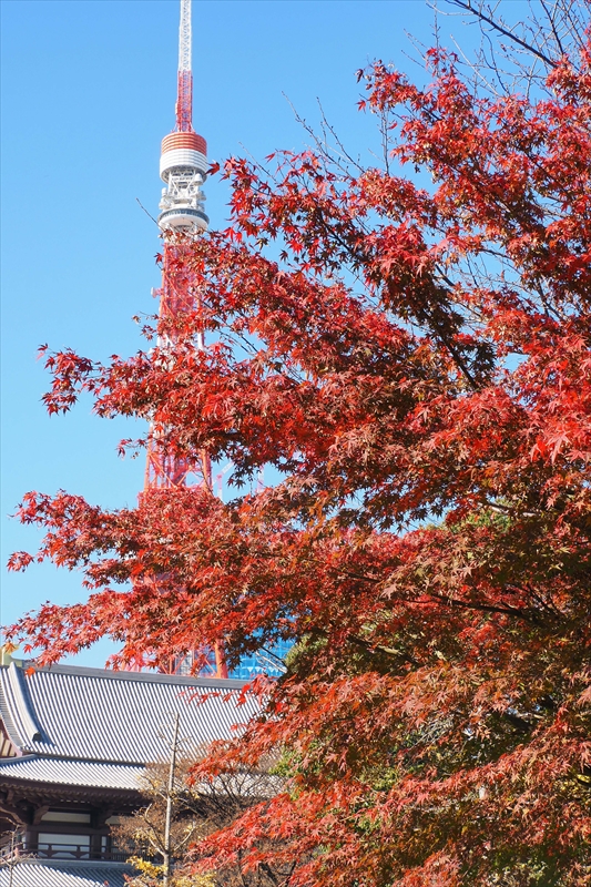 1055_増上寺_東京