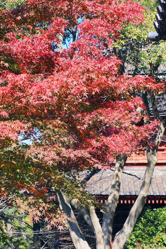 1057_増上寺_東京