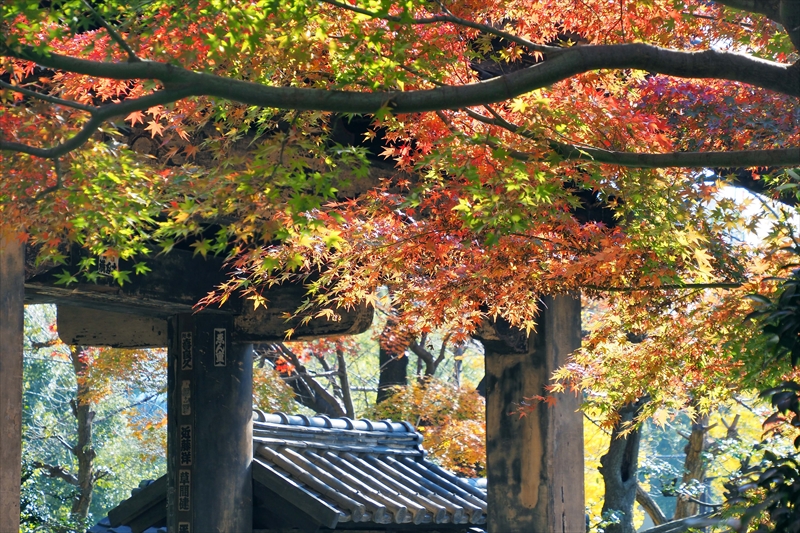 1059_増上寺_東京