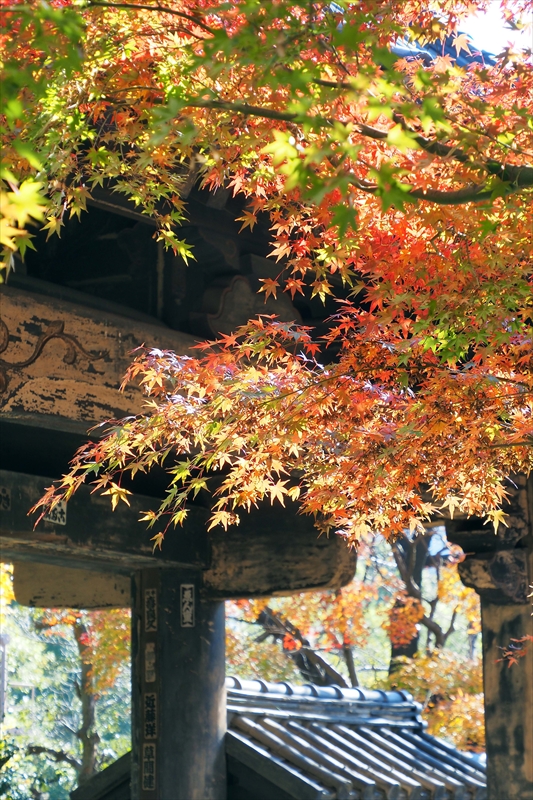 1061_増上寺_東京