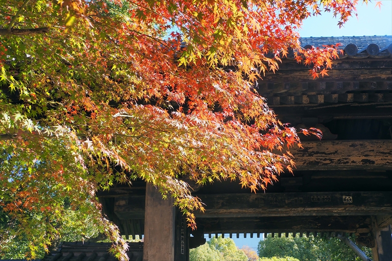 1062_増上寺_東京
