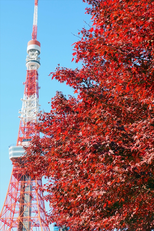 1072_増上寺_東京