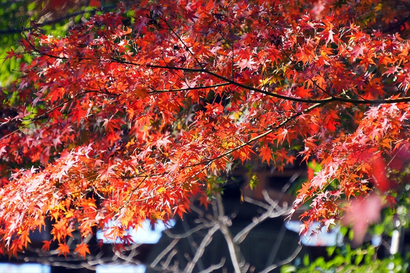 1073_増上寺_東京