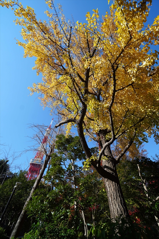 1076_増上寺_東京